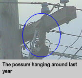 [The possum hanging around last year]