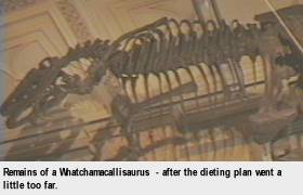 [Remains of a Whatchamacallisaurus - after the dieting plan went a little too far.]