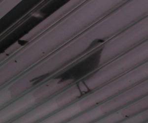 [Bird on the verandah roof]