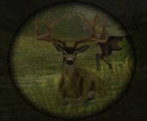 Deer in sight