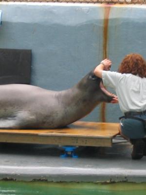 Sea lion getting a dental examination, Taronga Zoo