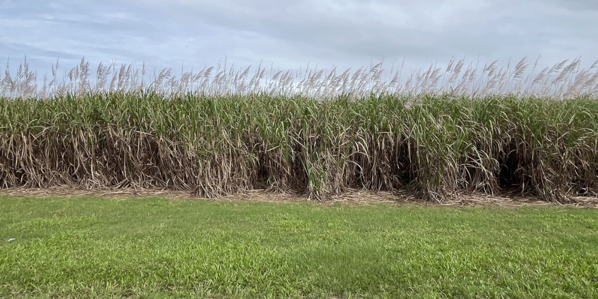 Sugar cane growing near Innisfail, Queensland