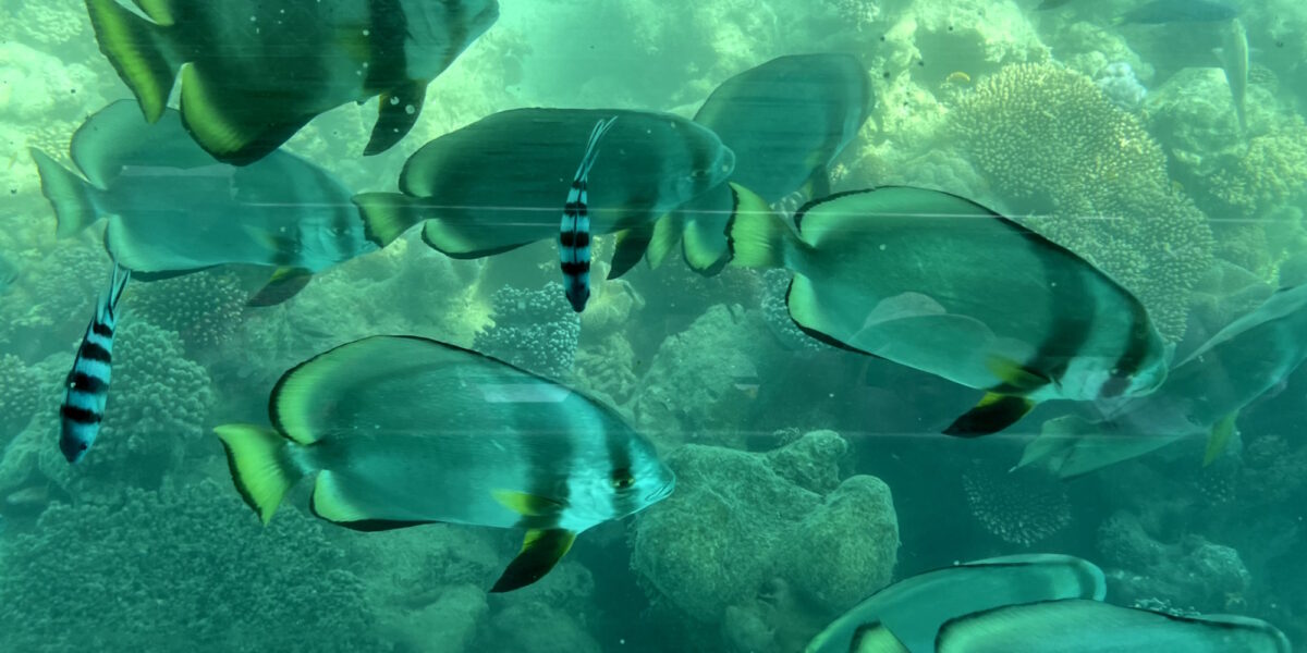 Fish and the Great Barrier Reef